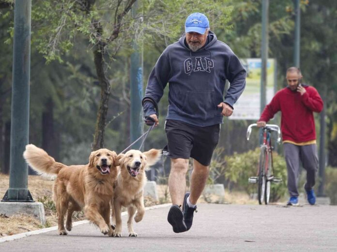 A man in Mexico City in shorts, a GAP sweatshirt and a baseball cap jogs through a tree-lined park with two purebred Golden Retrievers on leashes. Behind him in the distance is a man walking a ten-speed bike while talking on his phone.
