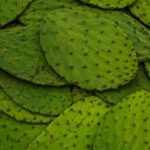 Mexican farmers embrace nopal forage as alternative feed for livestock nopales