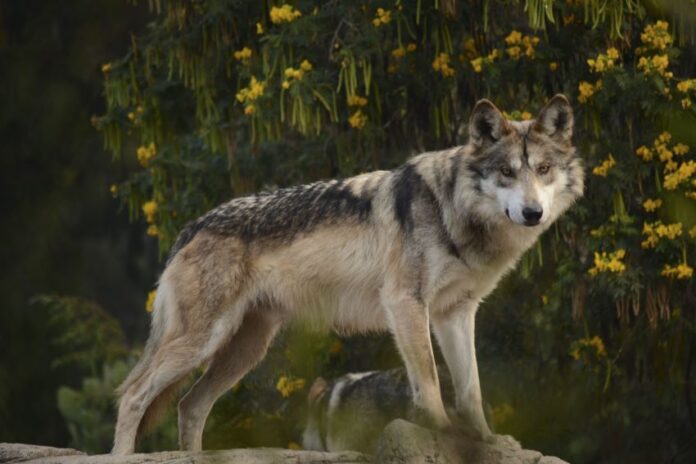 A mexican wolf