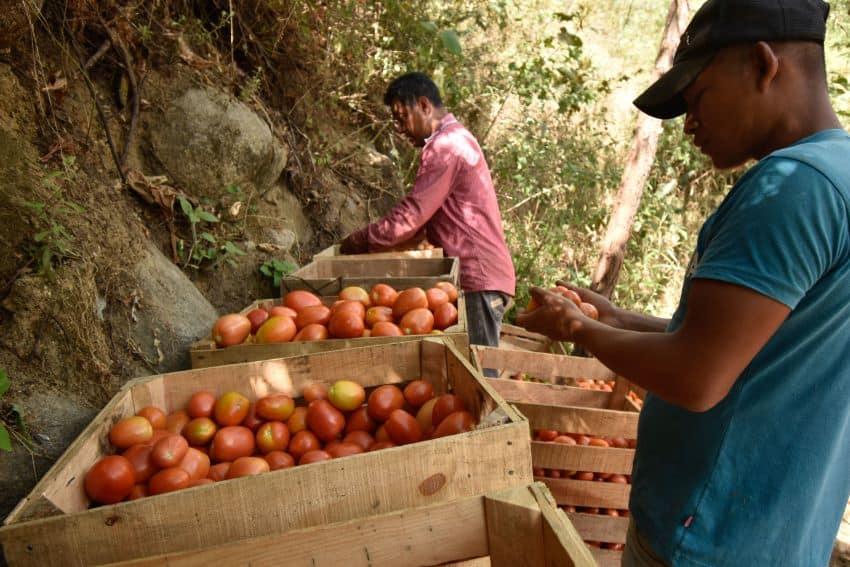 Tomato producers in Mexico