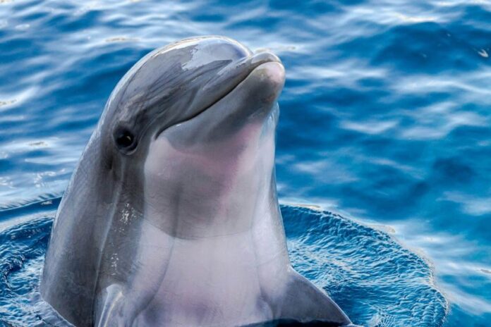 a dolphin in the water