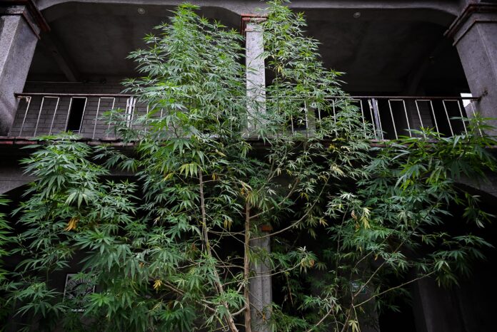 A giant cannabis tree outside overtaking the facade of a stone and brick building in Oaxaca city, Mexico. The tree is as tall as the building and towers over its balconies.