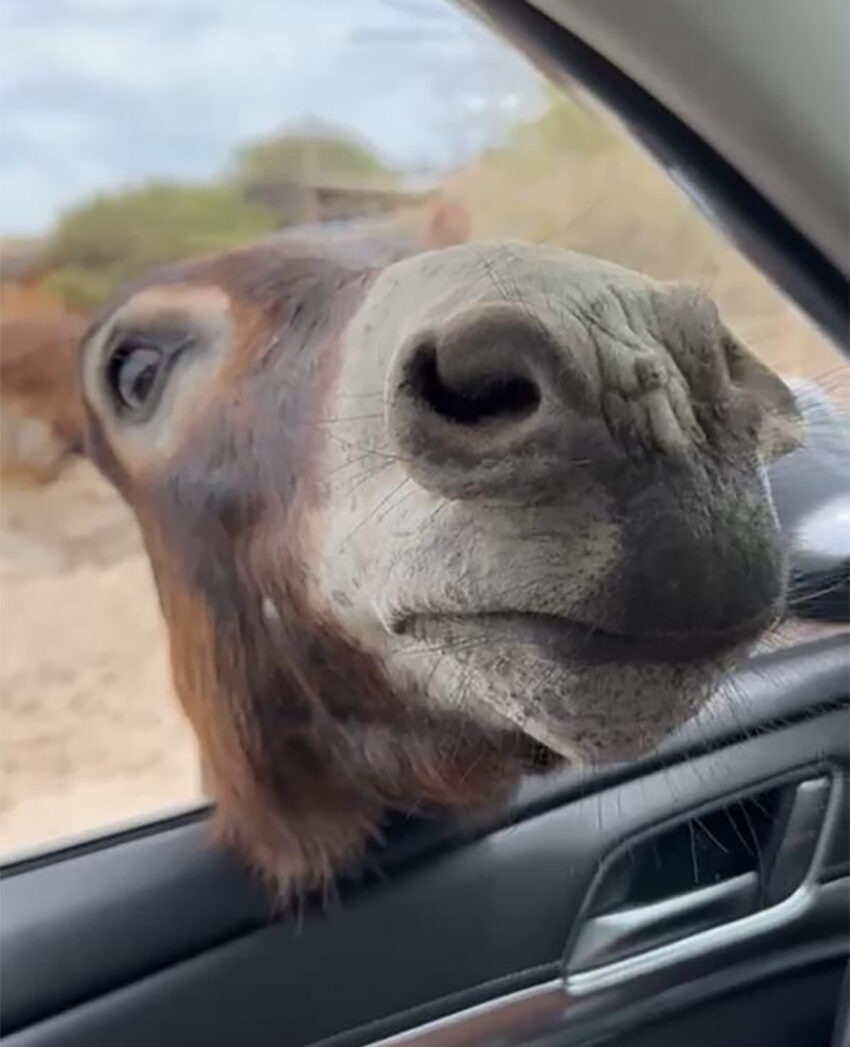 A burro sticks its nose into a car