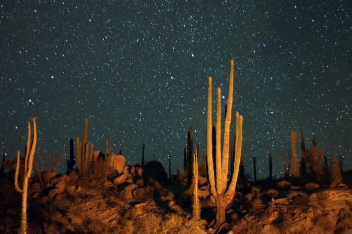 Stars in the Baja California desert