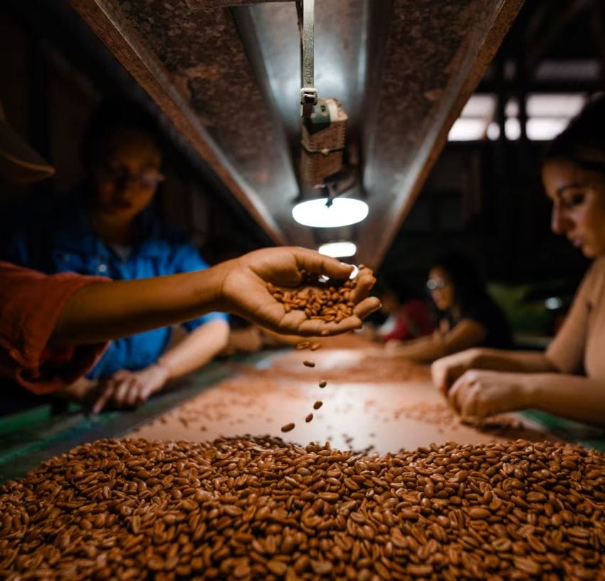 A close-up of a hand dropping roasted coffee beans onto a large pile on a conveyor belt, with other workers in the background, inside a coffee processing facility in Boquete, Panama.