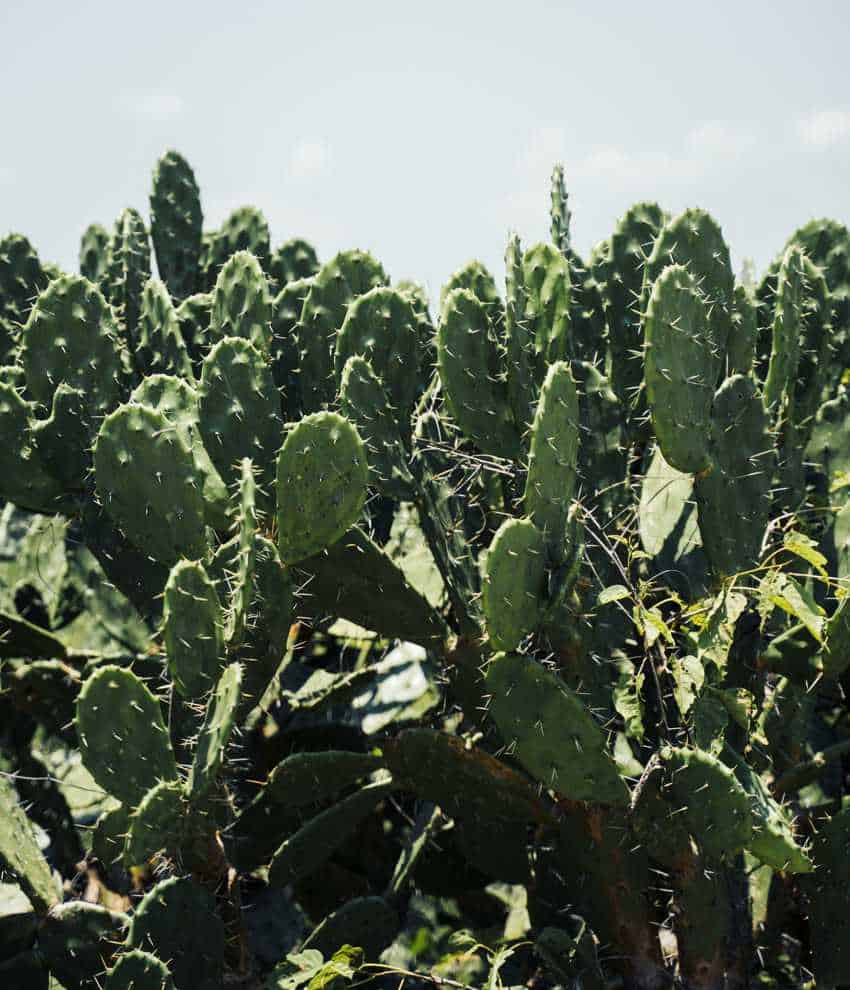 A wide view of numerous large, green prickly pear cactus plants (nopales) with many thorny pads, extending across a sunny landscape with a pale blue sky in the background.