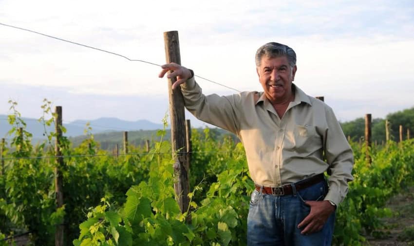 A smiling, older man with gray hair, wearing a light-colored button-up shirt and jeans, stands in a vineyard. He is leaning against a wooden vine post, with rows of green grapevines stretching into the soft-focus background under a bright sky.
