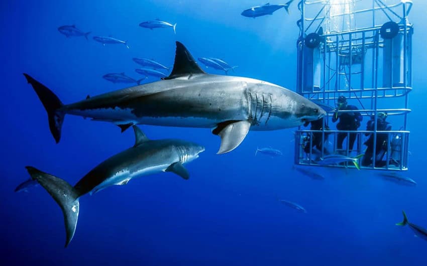 A large great white shark swims horizontally in clear blue water, its body filling much of the frame. Below it, another smaller great white shark also swims horizontally. To the right, a metal cage is partially visible, with at least two divers inside, looking out at the sharks. Several smaller fish swim around the sharks and the cage.