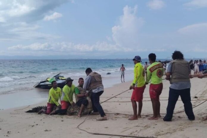 lifeguards restarin a crocodile on a beach
