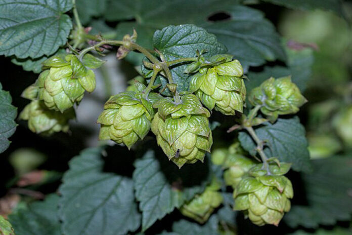 Close up of a green hops plant