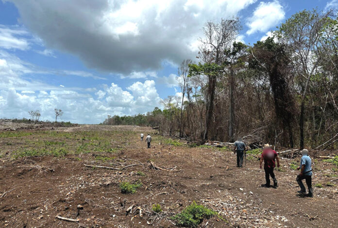 A section of forest clear-cut