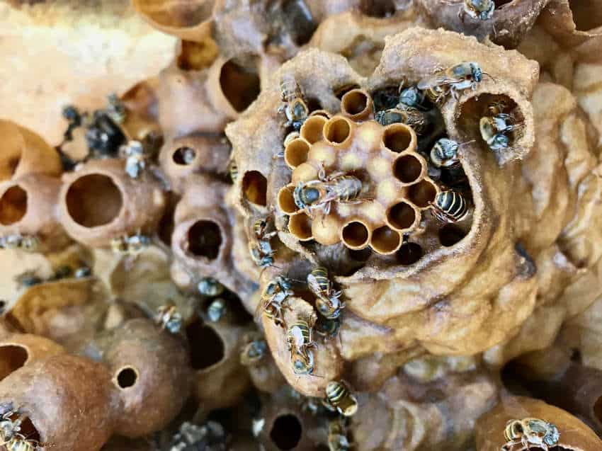 A close-up, high-angle shot of Melipona bees on their waxy, earthen-toned nest. Several bees are visible, some gathered around the distinct, smaller hexagonal cells of the comb, while others are scattered across the textured, organic surface of the hive, which features various openings and chamber-like structures.