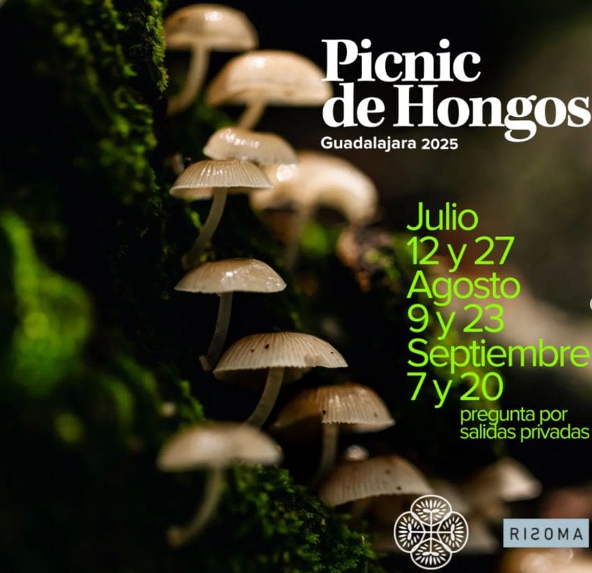 Promotional poster for the Picnic de Hongos (Mushroom Picnic) shows wild mushrooms and lists dates including August 9 and 23, 2025, when chef Fabián Delgado lead a gourmet picnic in the forests outside Guadalajara.