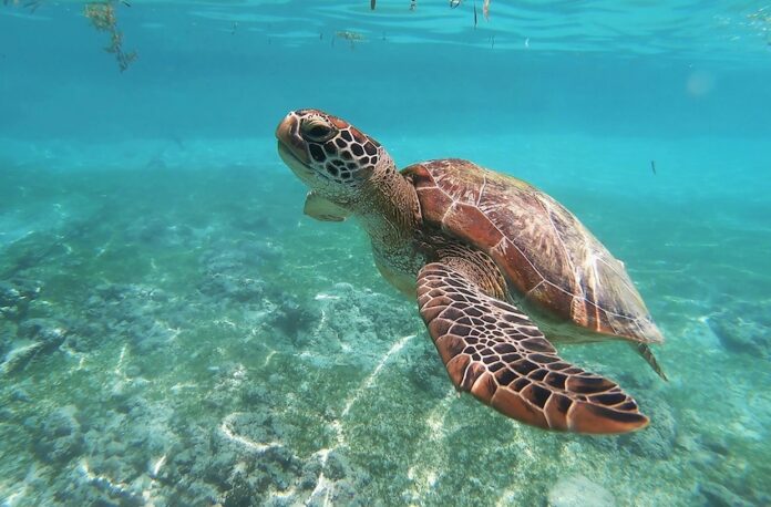 A sea turtle underwater
