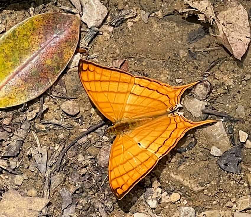 Pale daggerwing butterfly on the ground.