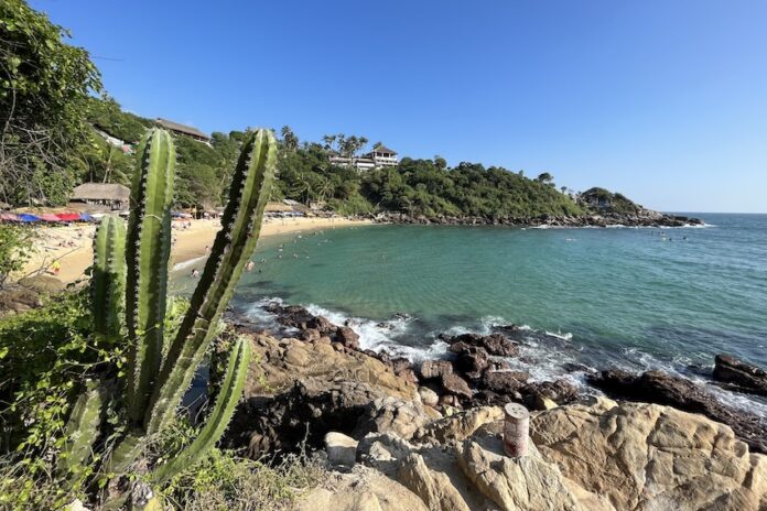 A cactus at Playa Carizalillo, Mexico, one of the best beaches in Mexico