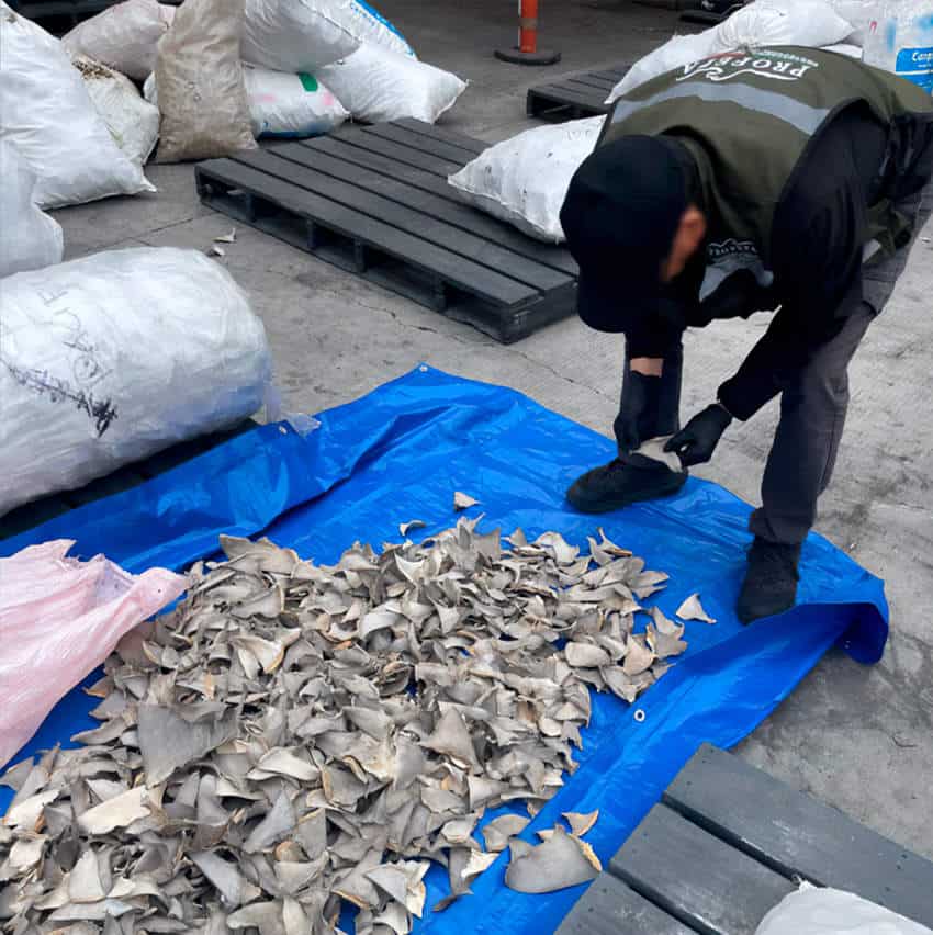 A high-angle outdoor shot shows a person in a vest that says Profepa, black pants, and black gloves bending over a pile of dried shark fins. The person is holding some fins in their hands. The fins are mostly light grey and triangular, spread out on a blue tarp on the ground. In the background are several large white sacks, some on dark pallets.