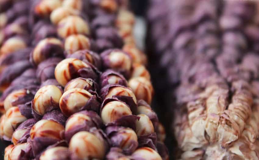 Purple corn on the cob