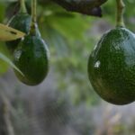 Brazil to import avocados from Mexico, unlocking a market of over 200 million two avocados on a tree