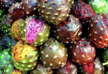 Strange fruit: Mexico’s weird and wonderful natural treats Pitayas