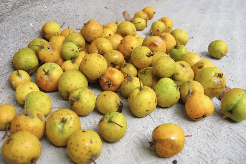Tejocotes