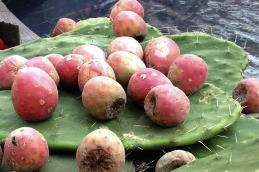 Xoconostle on a nopal