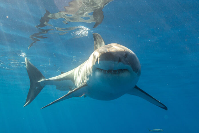 A great white shark swimming underwater just below the surface.