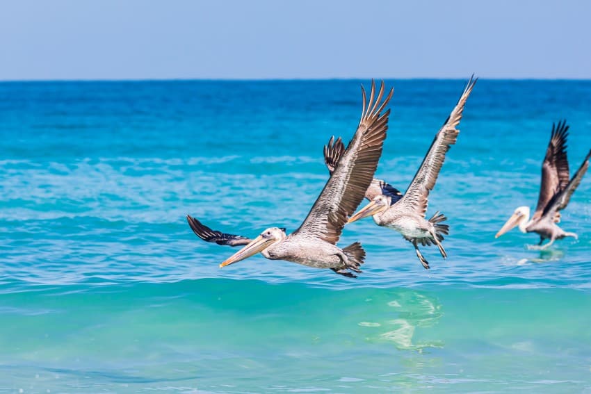 Pelicans diving into turquoise-colored water on the shore of a beach in La Paz, Baja California, Mexico