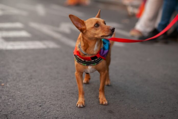 A tiny brown dog wearing a rainbow colored bandanna at a LGBTQ+ event.