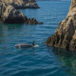 Vaquita in the Gulf of California sent 41 location signals to scientists, ‘a sign of hope’ Vaquita in the Gulf of California