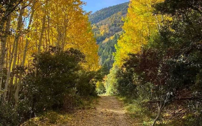 A winding dirt path, covered in fallen leaves, leads through a forest vibrant with autumn colors. Tall trees with bright yellow and golden foliage line both sides of the path, while evergreen trees are visible further back and on the distant mountainside under a clear sky.