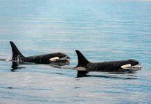 Baja California Sur becomes first state to legalize swimming with orcas orca