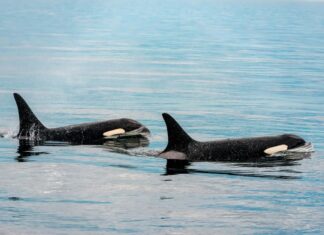Baja California Sur becomes first state to legalize swimming with orcas orca