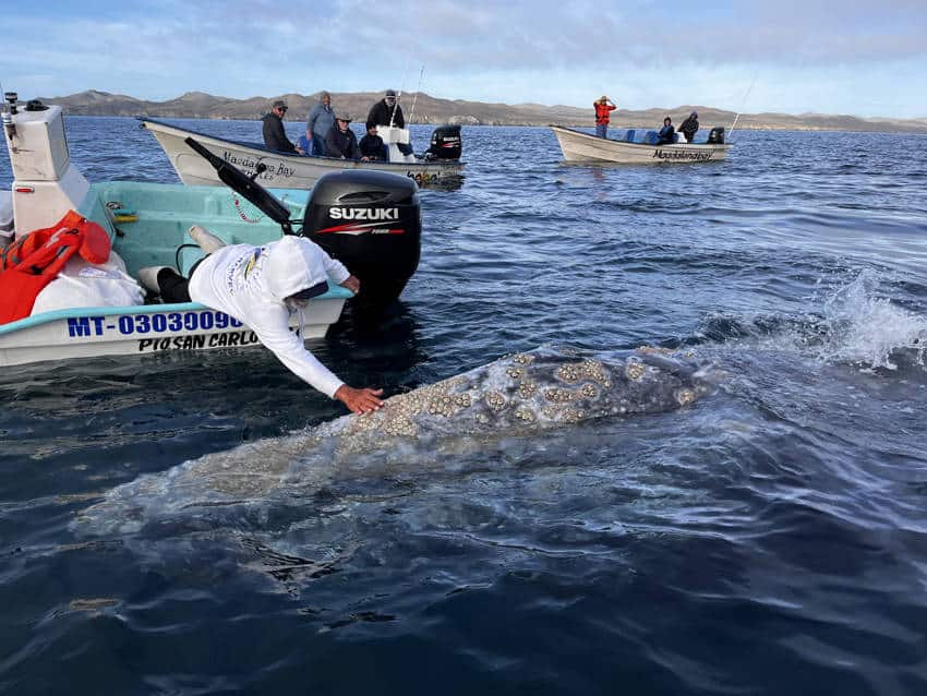 A woman on a small boat gently touches a gray whale calf surfacing next to her boat in Magdalena Bay, Baja California, Mexico. Other small boats are in the background.