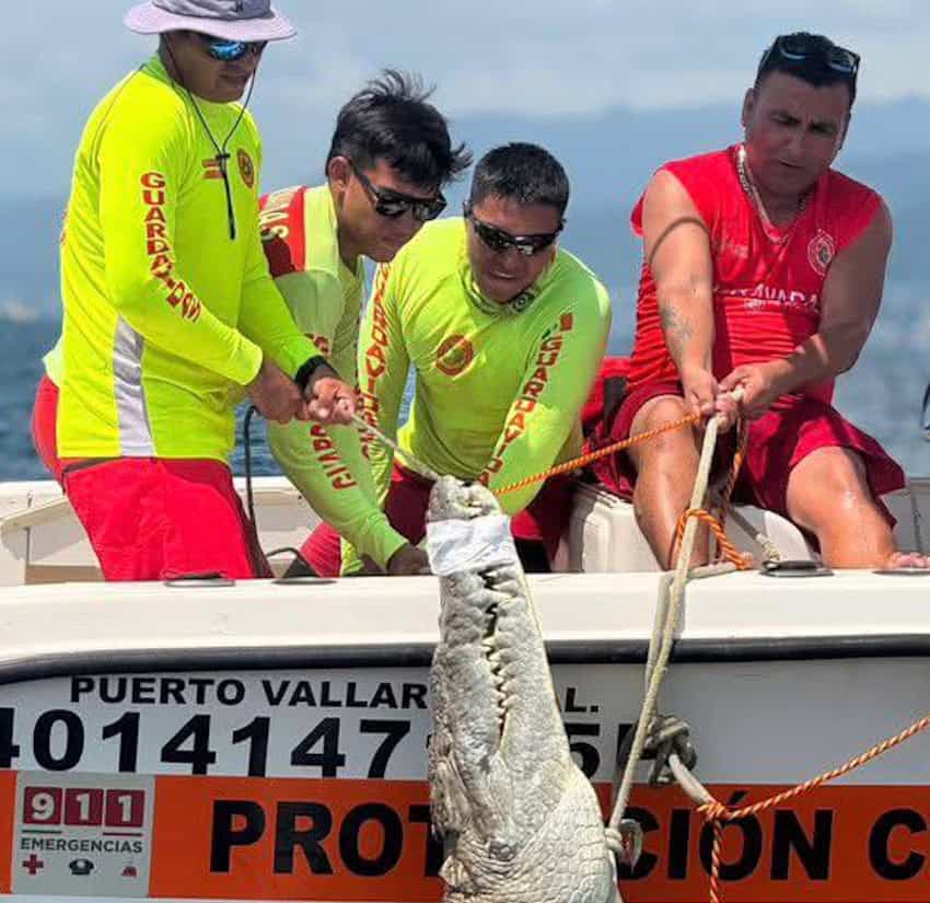 croc pulled onto boat