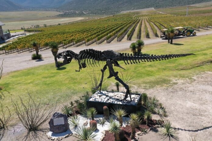A statue of a dinosaur overlooking a vineyard in Coahuila, Mexico
